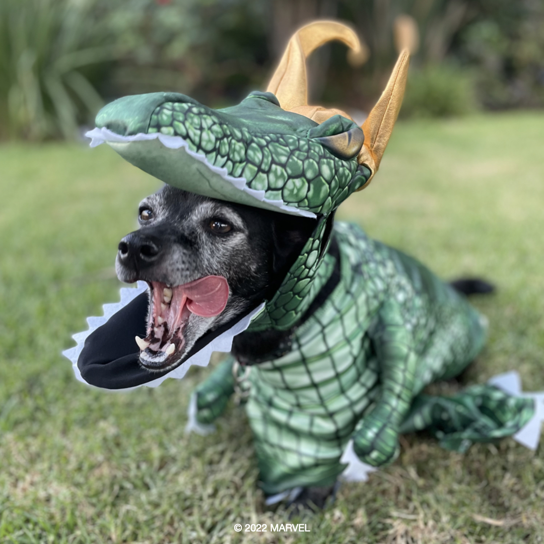 Loki Alligator Dog